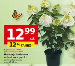 Auchan Hortensja bukietowa don. 3 l oferta