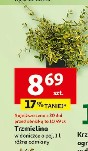 Auchan Trzmielina w donicy 1 l oferta