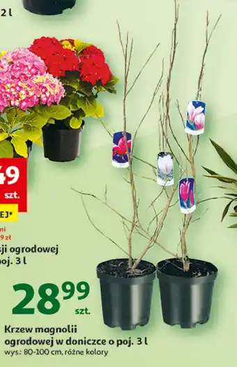 Auchan Magnolia don. 3 l oferta