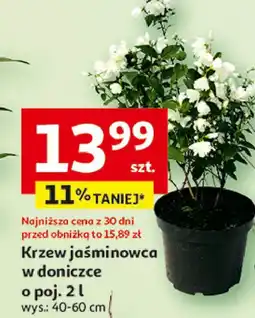 Auchan Krzew jaśminowiec 2 l oferta