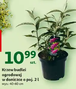 Auchan Krzew budlei oferta