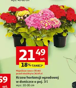 Auchan Hortensja ogrodowa doniczka 13 cm wys 35 oferta