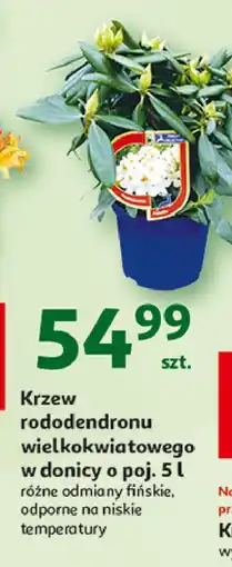 Auchan Krzew rododendronu wielokwiatowego ekstra don. 5 l oferta