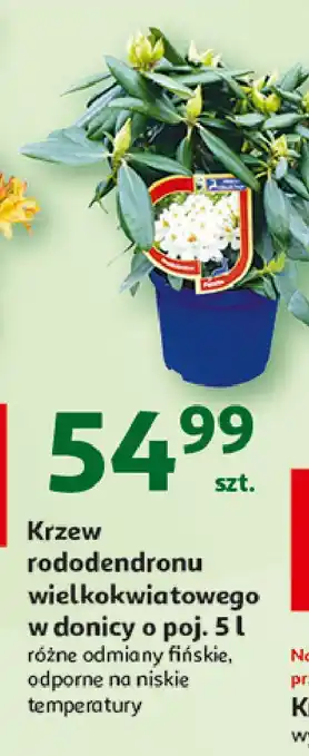 Auchan Krzew rododendronu wielokwiatowego ekstra don. 5 l oferta