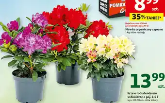 Auchan Rododendron 20-30 cm don. 1.5 l oferta