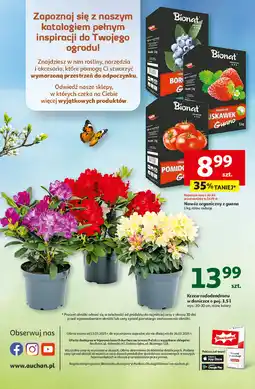 Auchan Nawóz do pomidorów Bionat Guano oferta