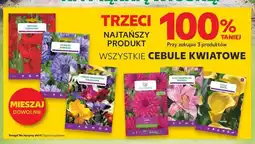 Kaufland Cebulki kwiatowe oferta