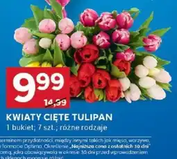 Stokrotka Optima Kwiaty cięte tulipan oferta