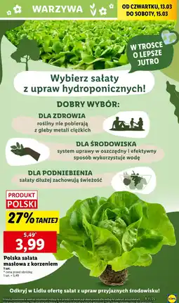 Lidl Sałata masłowa oferta