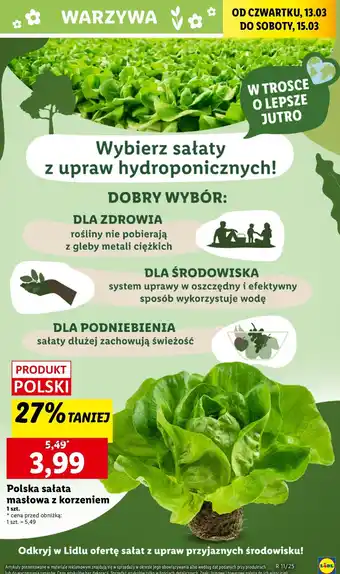 Lidl Sałata masłowa oferta