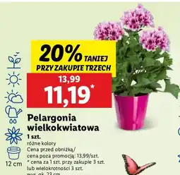 Lidl Pelargonia wielokwiatowa 12 cm oferta