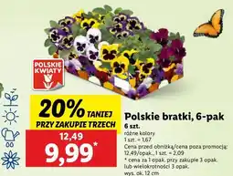 Lidl Bratki oferta