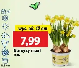 Lidl Narcyz 12 cm oferta