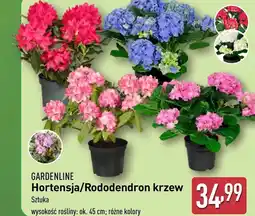 ALDI Hortensja Gardenline oferta