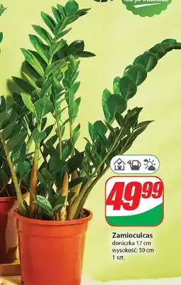 Dino Zamioculcas oferta