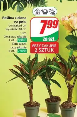 Dino Roślina zielona na pniu oferta