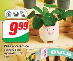 Dino Pilea w don. ceramicznej śr. 6 cm oferta