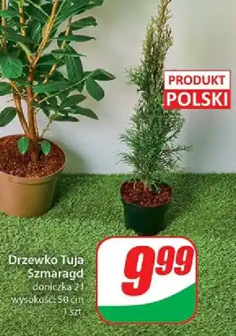 Dino Tuja szmaragd oferta