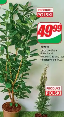 Dino Laurowiśnia oferta