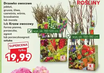 Kaufland Krzew owocowy oferta