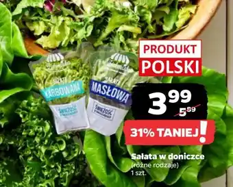 Netto Sałata masłowa Z Zieleniaka Netto oferta