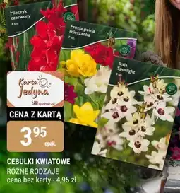 bi1 Cebulki kwiatowe oferta