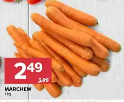 Stokrotka Marchew oferta