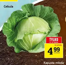 Gram Market Kapusta młoda oferta