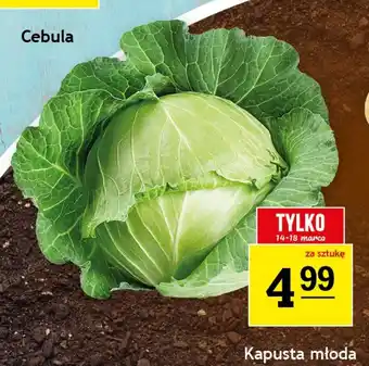 Gram Market Kapusta młoda oferta