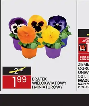 Wafelek Bratek wielokwiatowy i miniaturowy oferta