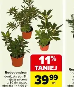 Carrefour Rododendron oferta