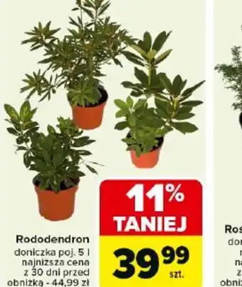 Carrefour Rododendron oferta