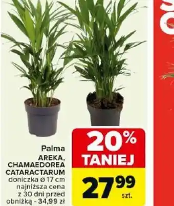 Carrefour Palma Areka Chamaedorea Cataractarum oferta