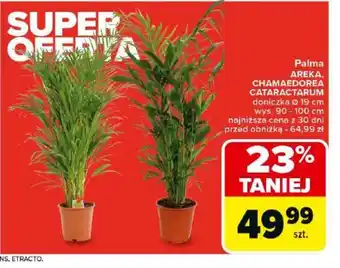 Carrefour Palma Areka, Chamaedorea Cataractarum oferta