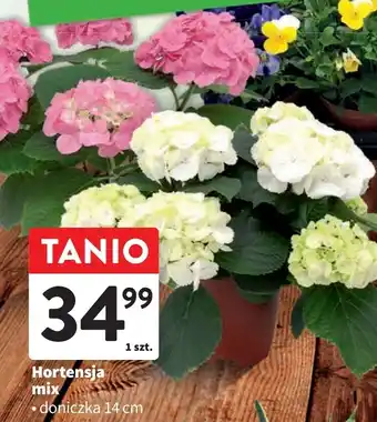 Intermarche Hortensja mix oferta