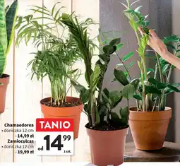 Intermarche Zamioculcas śr. 12 cm oferta