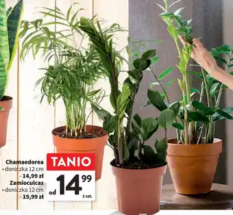 Intermarche Zamioculcas śr. 12 cm oferta