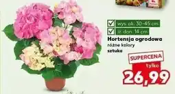 Kaufland Hortensja ogrodowa oferta