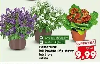 Kaufland Dzwonek biały oferta