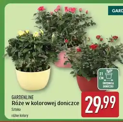 ALDI Róża w doniczce Gardenline oferta