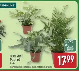 ALDI Paproć orliczka Gardenline oferta