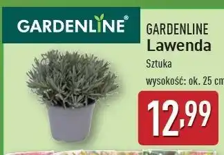 ALDI Lawenda 25 cm Gardenline oferta