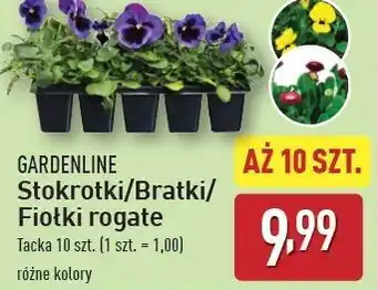 ALDI Fiołki rogate Gardenline oferta