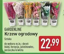 ALDI Porzeczka krwista Gardenline oferta