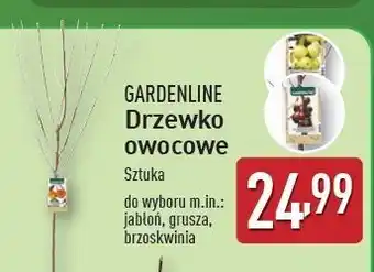 ALDI Brzoskwinia Gardenline oferta