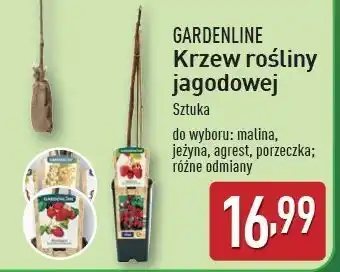 ALDI Krzew porzeczka Gardenline oferta