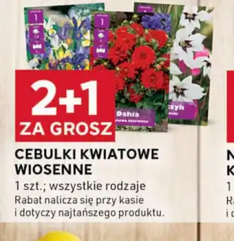 Stokrotka Optima Cebulki kwiatowe wiosenne oferta