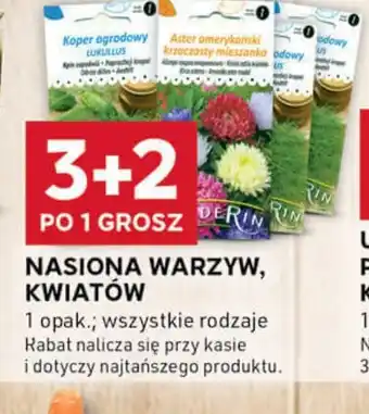 Stokrotka Optima Nasiona warzyw, kwiatów oferta