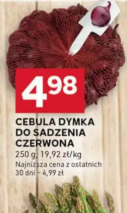 Stokrotka Optima Cebula dymka do sadzenia czerwona oferta