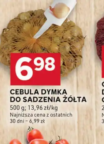 Stokrotka Optima Cebula dymka do sadzenia żółta oferta